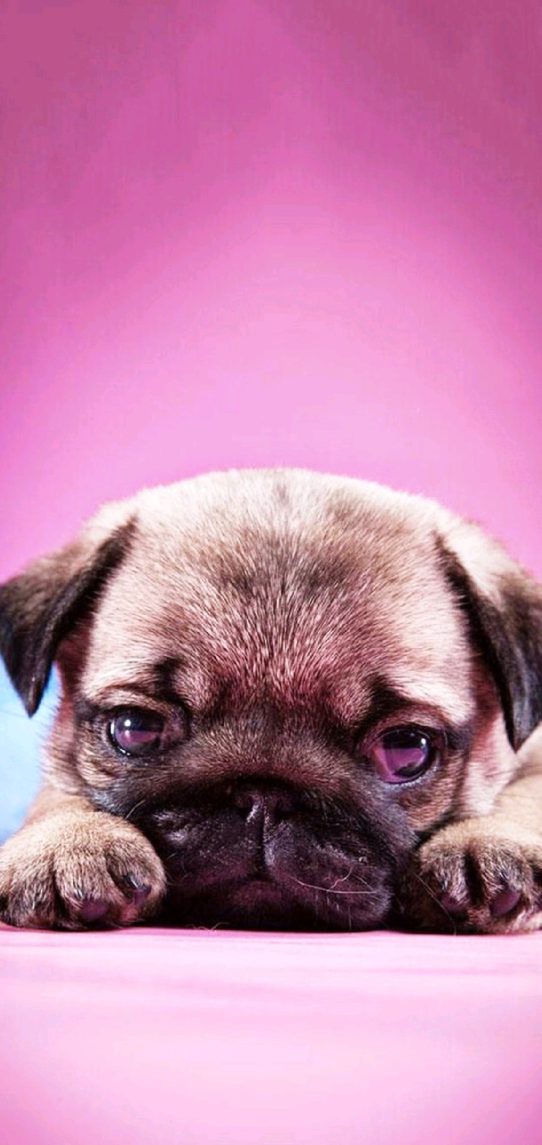 Pin By Marzena Kacz On Zwierzeta Dog Wallpaper Cute Pugs Dogs
