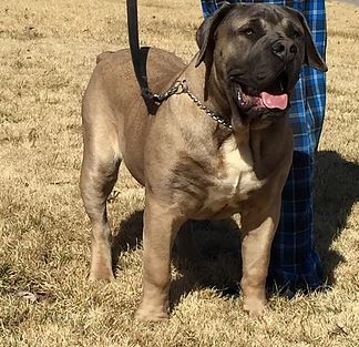 Boerboel Puppy For Sale In Saint Louis Mo Adn 32435 On