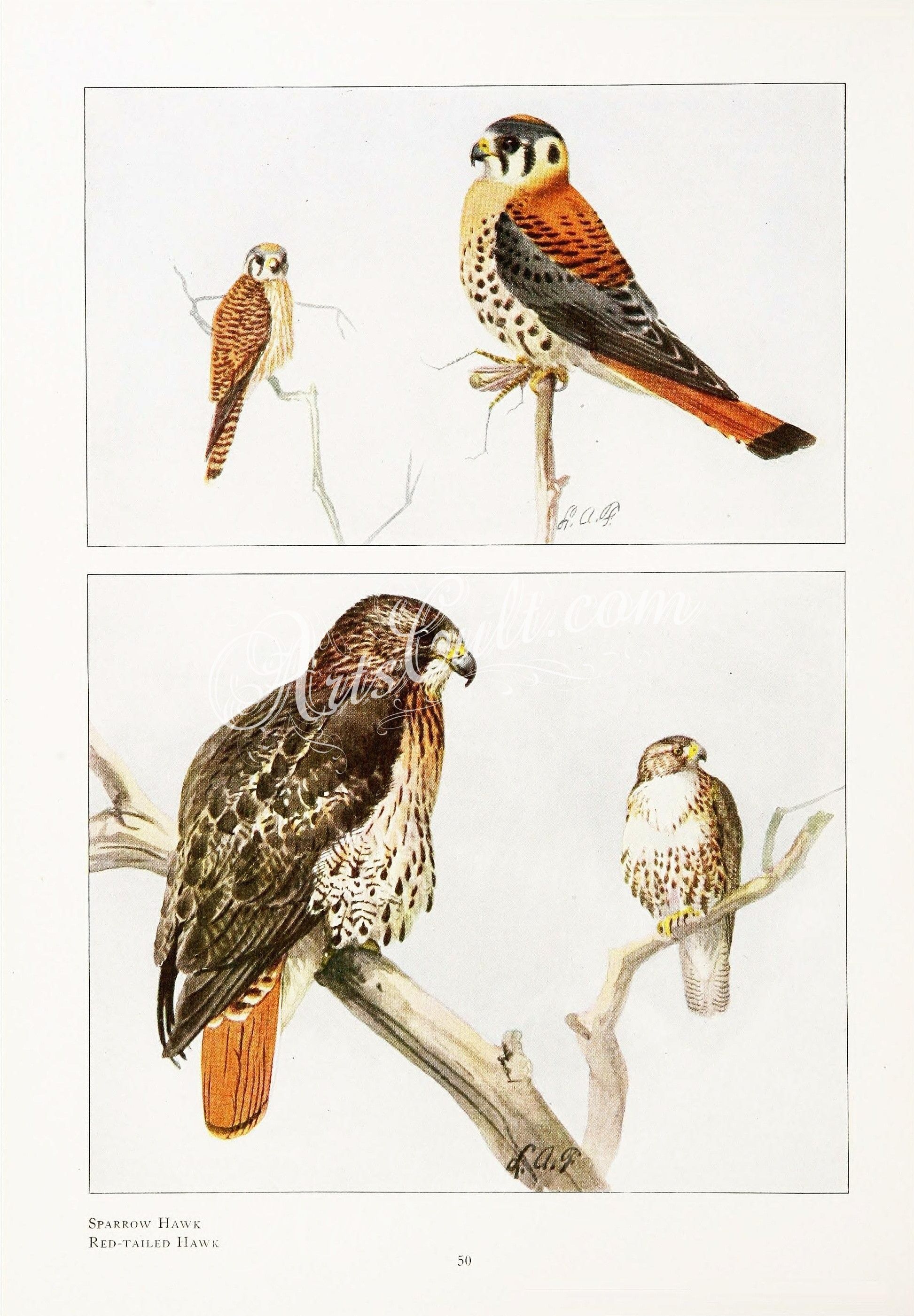 Hawk Clipart for Cricut and Crafts Bird Clipart Red Tailed Hawk SVGPNGJPEG Digital Art File