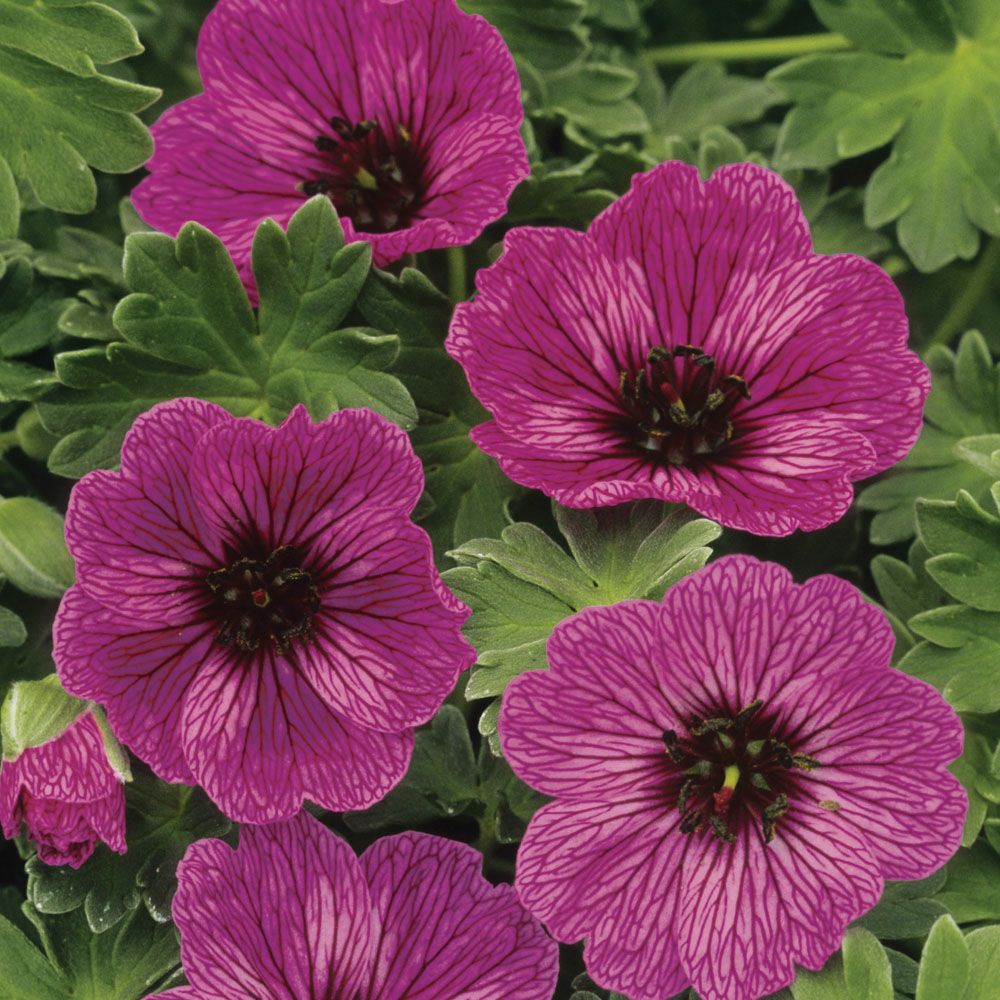 Single geraniums