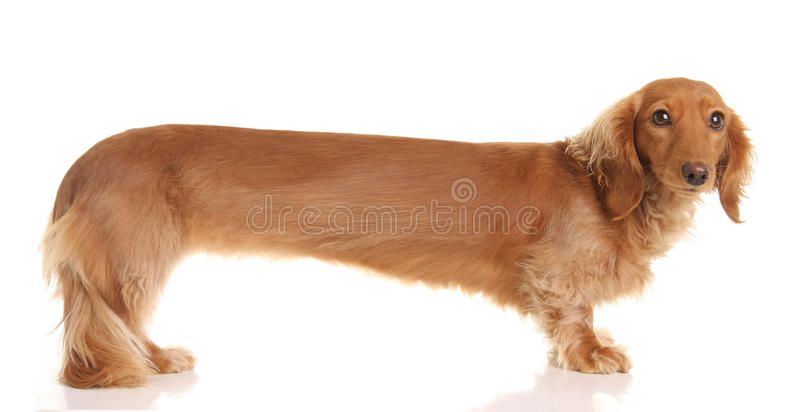 Extra Long Dachshund Extra Long Only Slightly Distorted Long