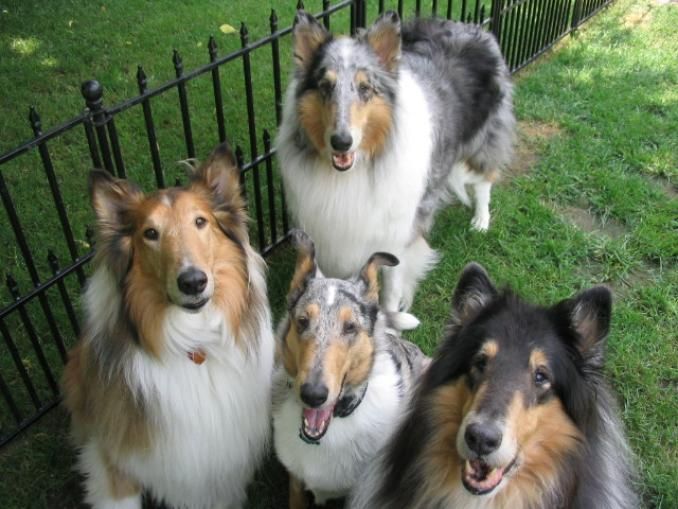 Smooth Collie Dog Photo Smooth Collie Dog Dog Puppy Site