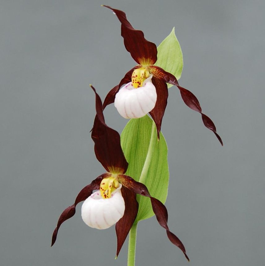 Laneside Hardy Orchids British Native Orchids Orchids Brown Flowers Hardy