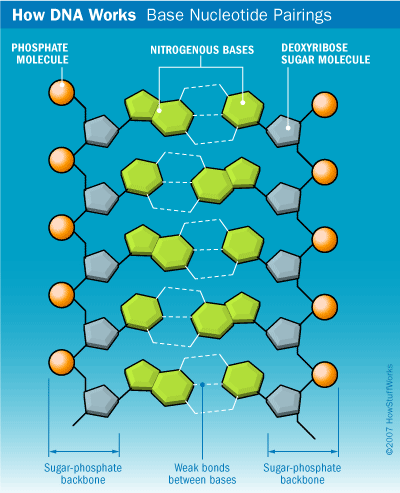 how dna works learning genetics and life science dna how it works