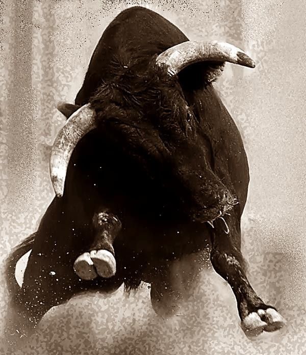horn in on your business tiere pinterest touro corrida e animais