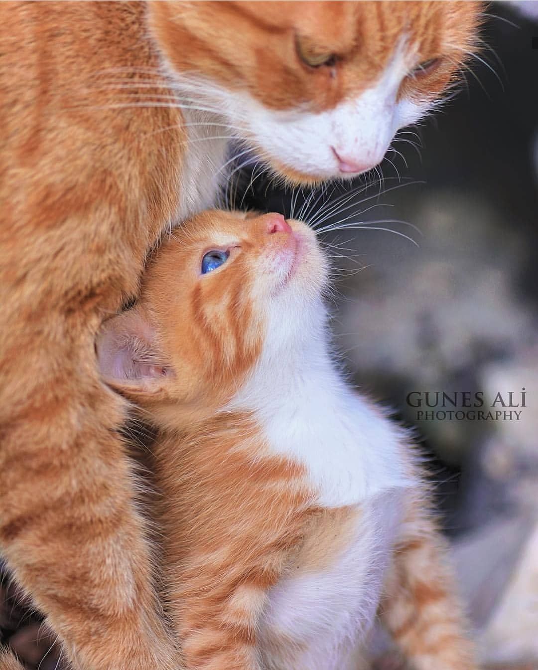 Avoir Confiance En Soi Comment Realiser Ses Reves Comment Atteindre Ses Objectifs Comment Changer De Vie Chats Adorables Chats Et Chatons Animaux Mignons Avoir Confiance En Soi Comment Realiser Ses Reves Comment Atteindre Ses Objectifs Comment Changer De Vie Chats Adorables Chats Et Chatons Animaux Mignons