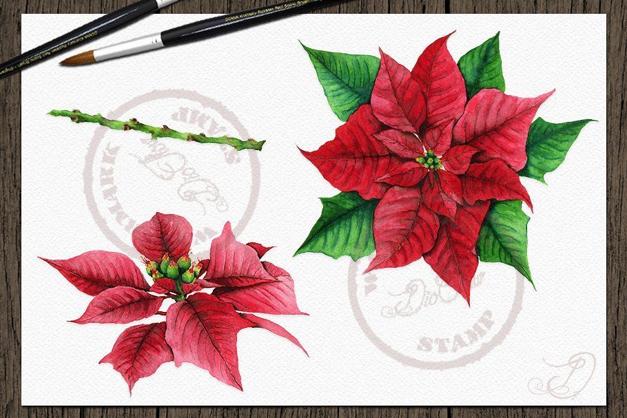 Poinsettia Watercolor Clip Art , #ad, #clip#poinsettia#Ideal#arts #Ad #clipartfreebies Poinsettia Watercolor Clip Art , #ad, #clip#poinsettia#Ideal#arts #Ad #clipartfreebies