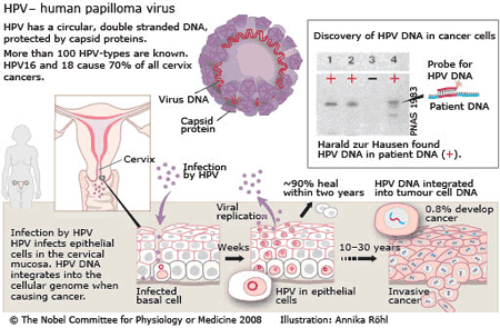 pastile de vierme ieftine pentru oameni cauzele infecției cu viermi