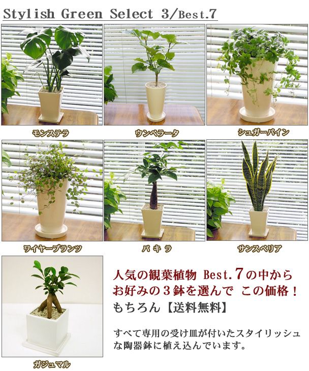 楽天市場 観葉植物 送料無料 スタイリッシュ陶器鉢植え お好みのを選んで３鉢セット九州 北海道 沖縄へのお届けは別途送料が掛かります ペットエコ ザガーデン楽天市場店 鉢植え 観葉植物 ペット