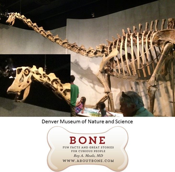 bone, skeleton, anatomy, dinosaur, natural history museum #historyofdinosaurs bone, skeleton, anatomy, dinosaur, natural history museum #historyofdinosaurs