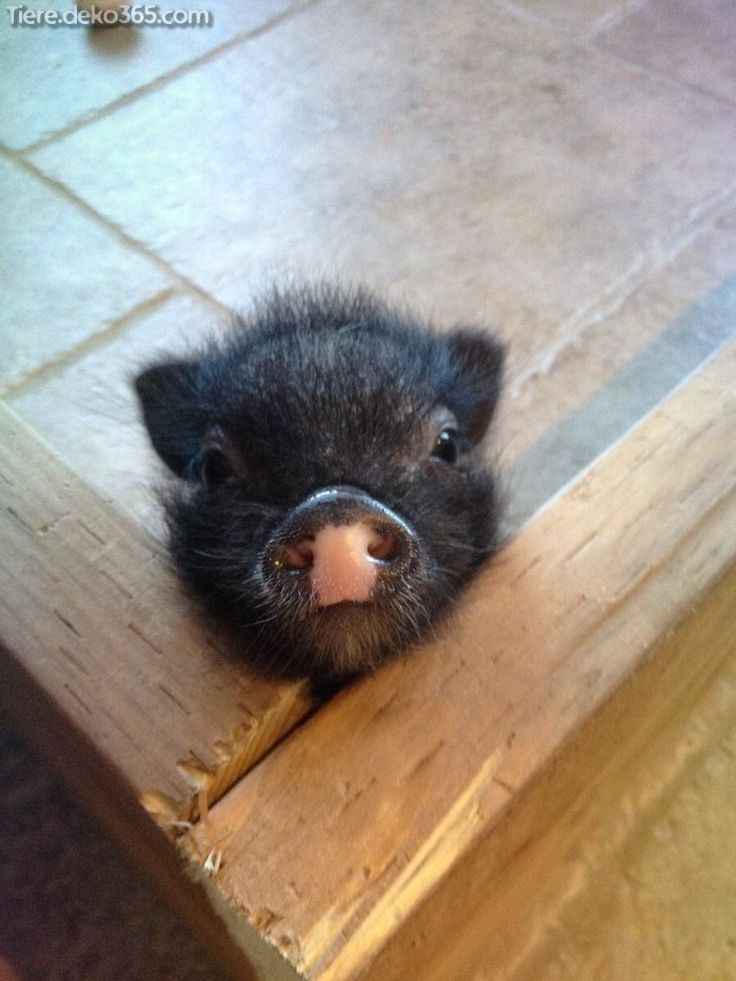 Großartige Ein süßes kleines Schwein #cutecreatures