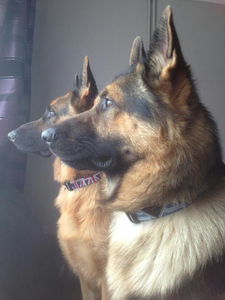 German Shepherd East German Breed Shepherds Ddr East German