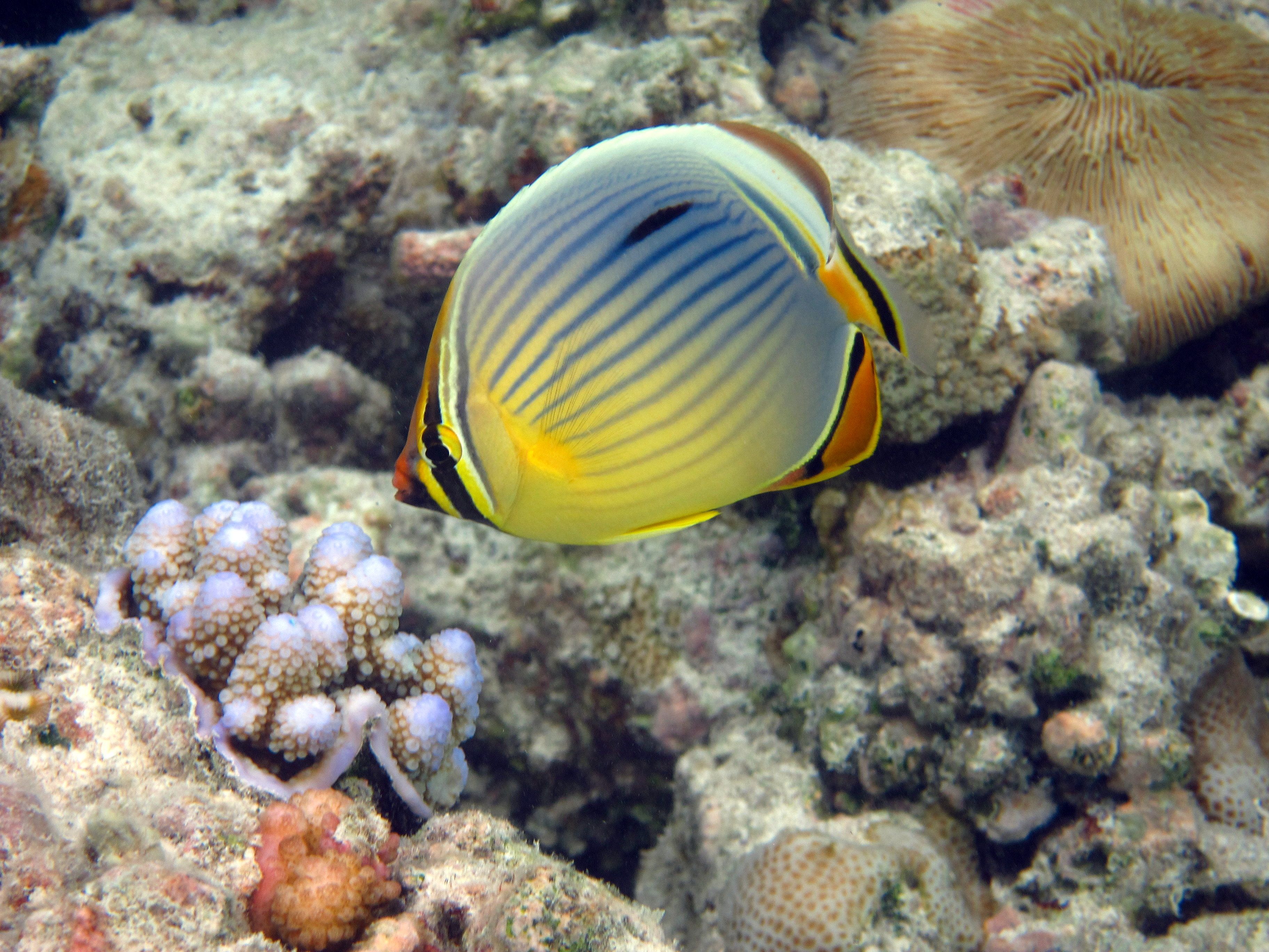 Oval Butterfly Fish Oval Butterfly Fish