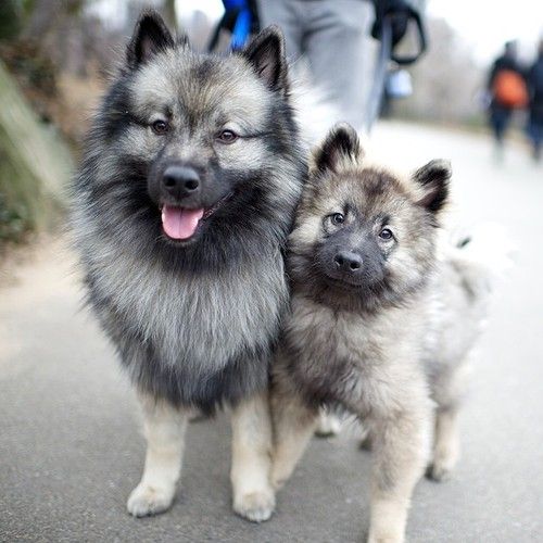 Yoshi & Waldo, Keeshonds, Central Park, New York, NY