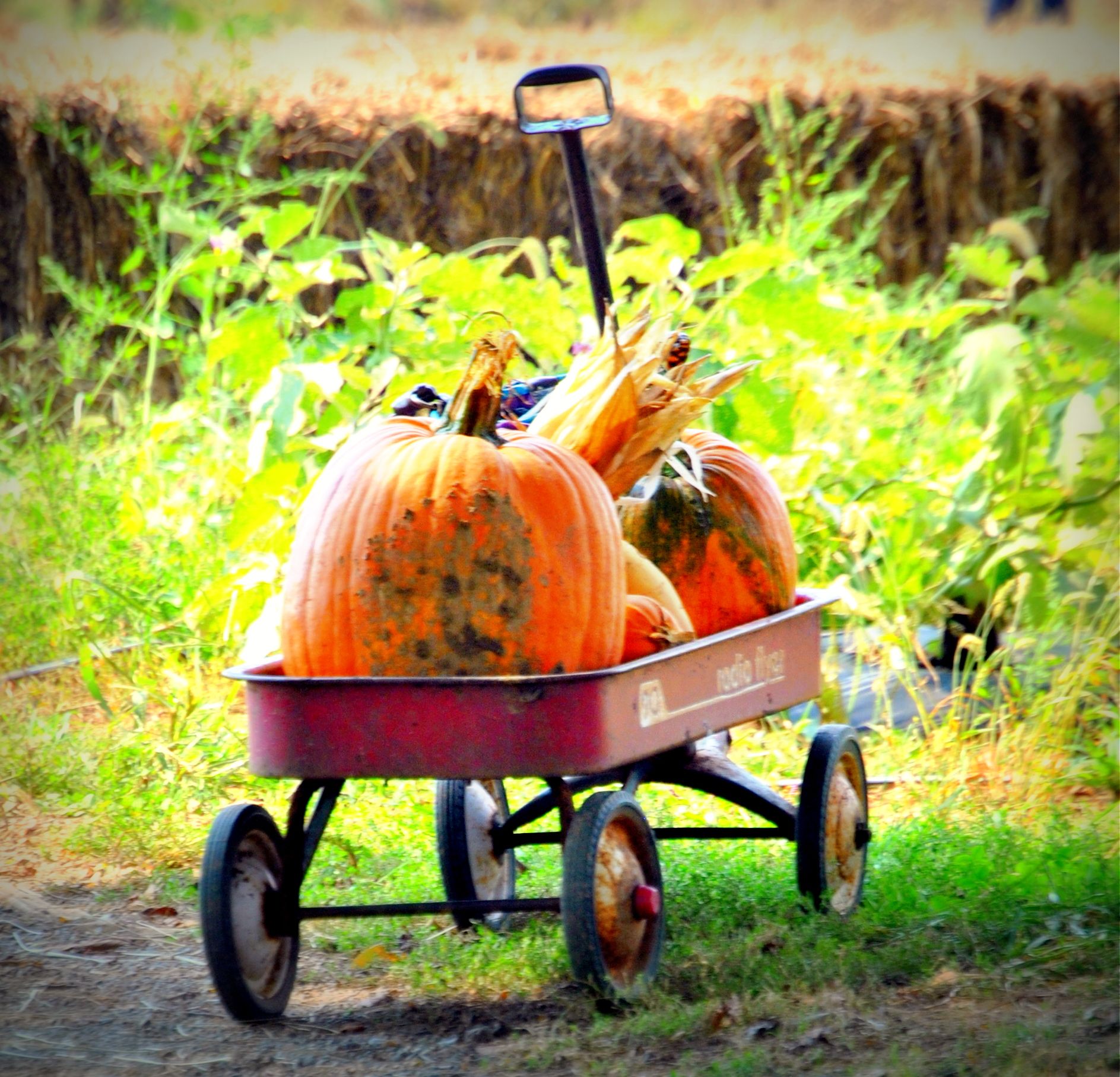Pumpkins .. Rusty Red Wagon. I have one! I should do this! Red wagon