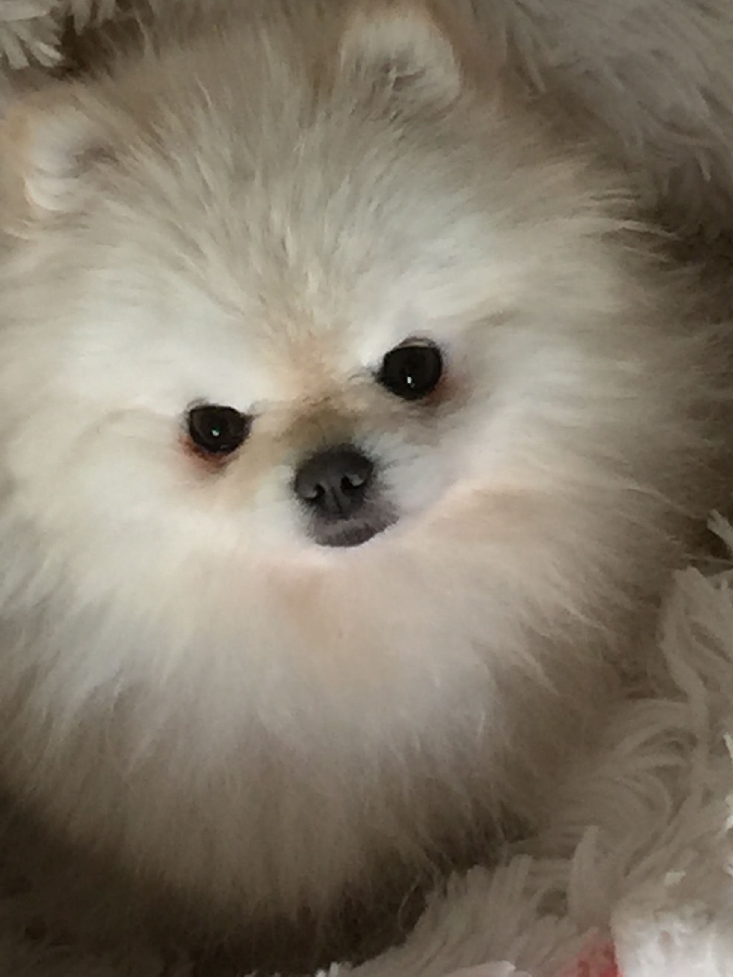 ポメラニアン 白 子犬 値段 Sjc Bridges ポメラニアン 白 子犬 値段 Sjc Bridges