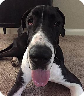 Pin By Carrie Follis On Great Danes Pets Dogs Animal Quotes