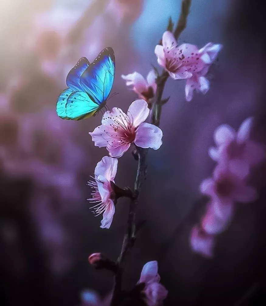 Blooming Cute Wallpapers Backgrounds Beautiful Flowers Blooming Cute Wallpapers Backgrounds Beautiful Flowers