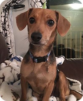 Pin By Terry Gorman On Please Take Us Home Pets Beagle Mix