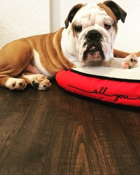 English Bulldog Puppy For Sale In Oakley Ca Adn 59230 On