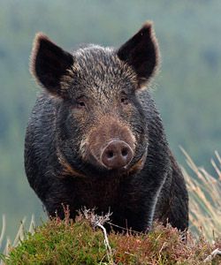 Wild Boar 2 Jpg 250 300 Pixels Sanglier Animaux Gibier Wild Boar 2 Jpg 250 300 Pixels Sanglier Animaux Gibier
