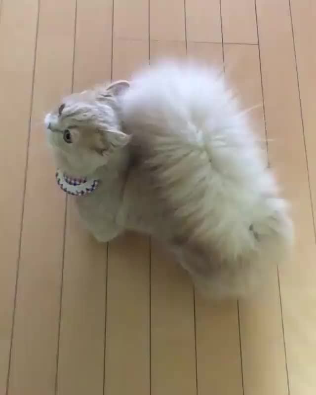 20 Munchkin Cats That Are The Sweetest Little Potatoes To Ever Grace Our Presence - I Can Has Cheezburger? Cute Funny Animals, Cute Baby Animals, Animals And Pets, Funny Cats, Wild Animals, Funny Looking Animals, Fluffy Animals, Animals Images, Cute Cats And Kittens