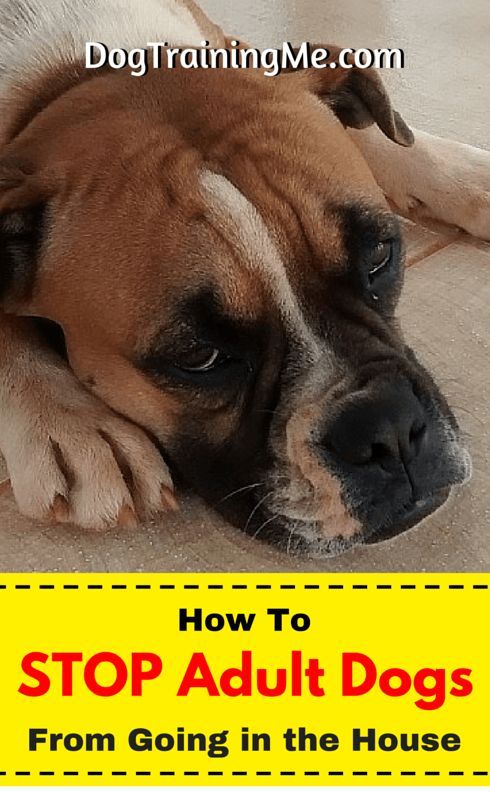 How To Stop Adult Dog Accidents Dogs Dog Training