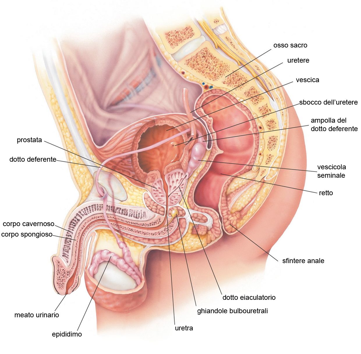 defiion della ghiandola prostatica