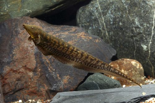 Trumpet Knife Tank Raised Shw Rhamphichthys Rostratus Aquarium Fish This Or That Questions Fish