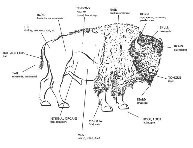Do you know how all parts of the Bison were used? The Indians used each part of the animals they harvested to ensure that nothing was wasted. Learn all about how they used each part of the animal in our American Story 1 Themed Program! You will also learn how America was discovered and settled in its earliest days! Visit the link to learn more!