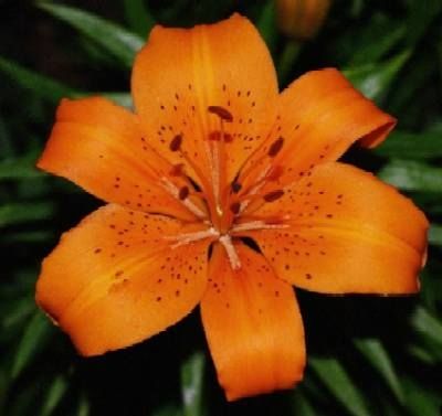 Azucena Azucena Flores Plantas