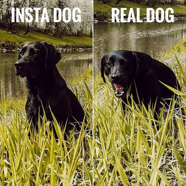 Gras Fressen Fressen Eure Hunde Auch So Viel Gras Und Sehen Dabei Aus Wie Eine Kuh Auf Der Weide Missmarple The Chocolatela Hundetricks Hunde Flummi
