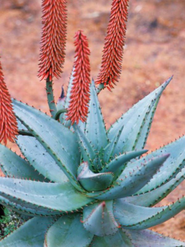 Capsule ALOE FEROX