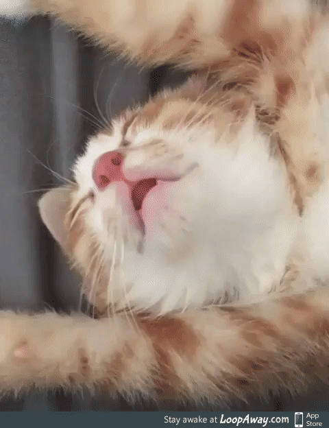 Dreaming of catnip - LoopAway.com Dreaming of catnip - LoopAway.com