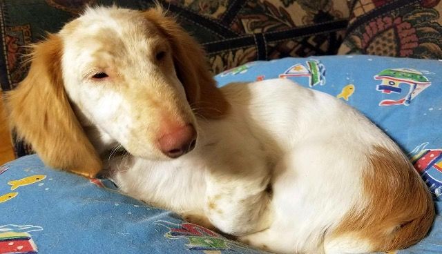 Hi I Am Gizmo I Am Deaf And Have Vision Issues But That Doesn T