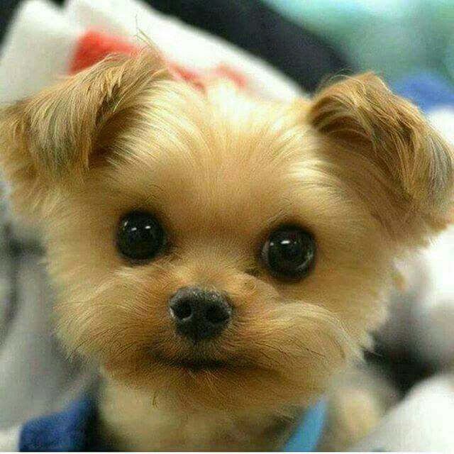 Go To Cuteftw Com For Cute Stuff Cute Baby Animals Cute
