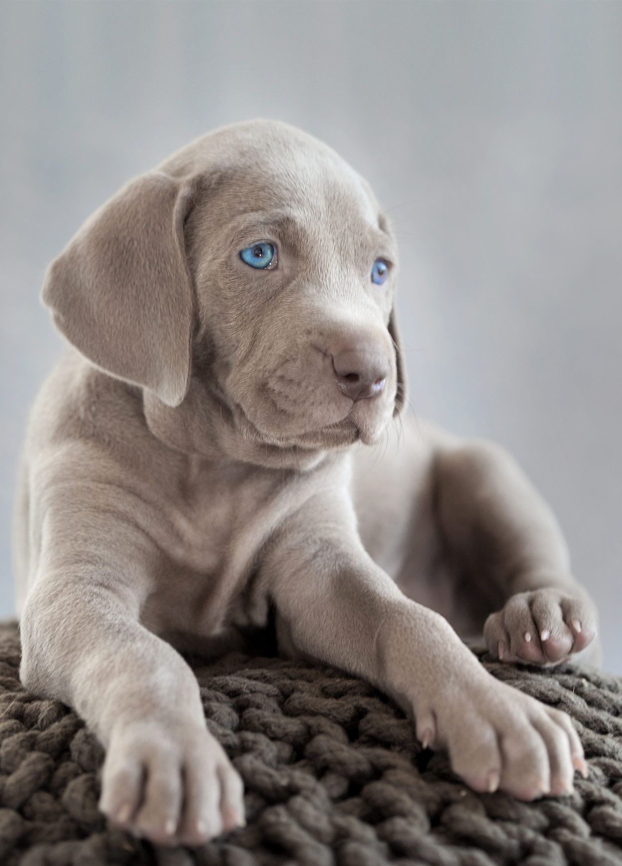 12 Best Interactive Dog Toys March 2020 Updated Weimaraner
