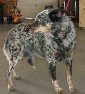 Colorado Link Connects To A List Of Australian Cattle Dogs
