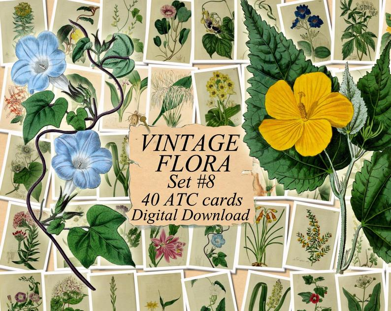 BOTANICAL SKETCHES Set #1 digital collage sheet 40 ATC cards Printable Instant Download Image Digital Cards Tags vintage image journals
