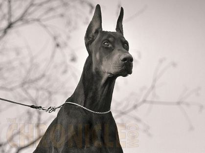 Despite A Move To Ban The Ear Cropping And Tail Docking Of Dogs By