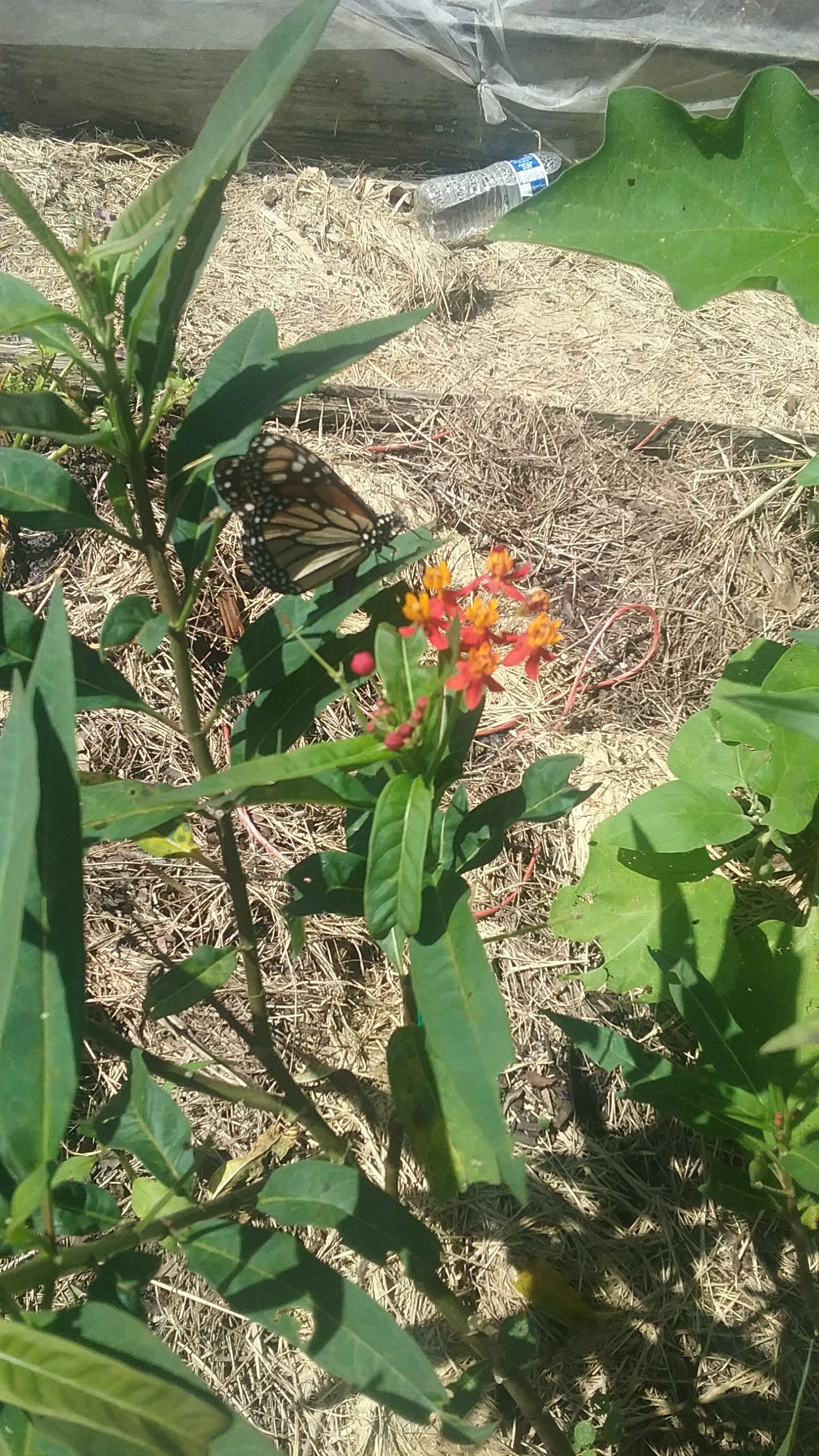 Morarch Butterfly Milk Weed Plant, Milk Weed Plants For Sale Morarch Butterfly Milk Weed Plant, Milk Weed Plants For Sale