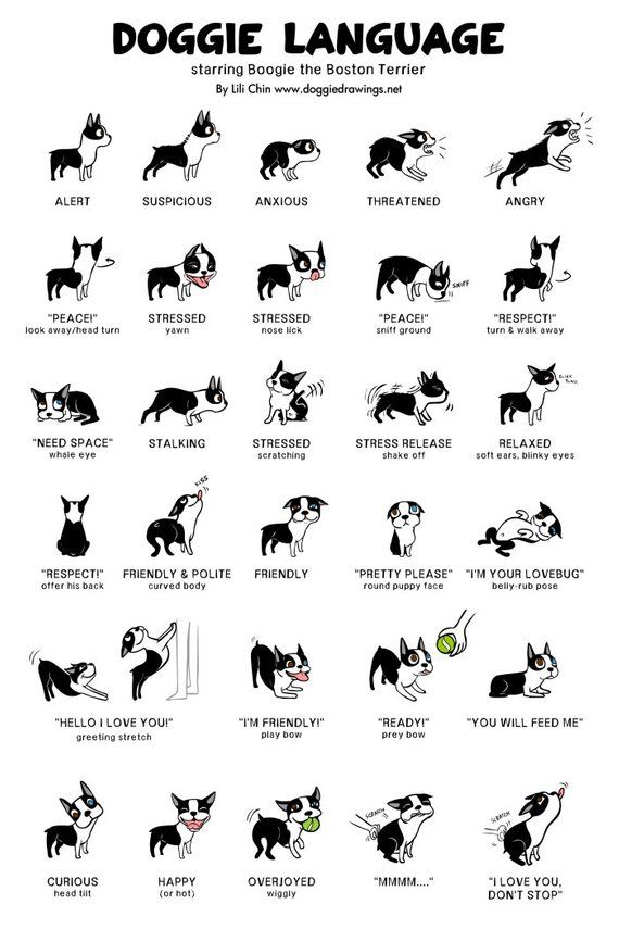 Boogie (boston terrier) Doggie Language Print Boogie (boston terrier) Doggie Language Print