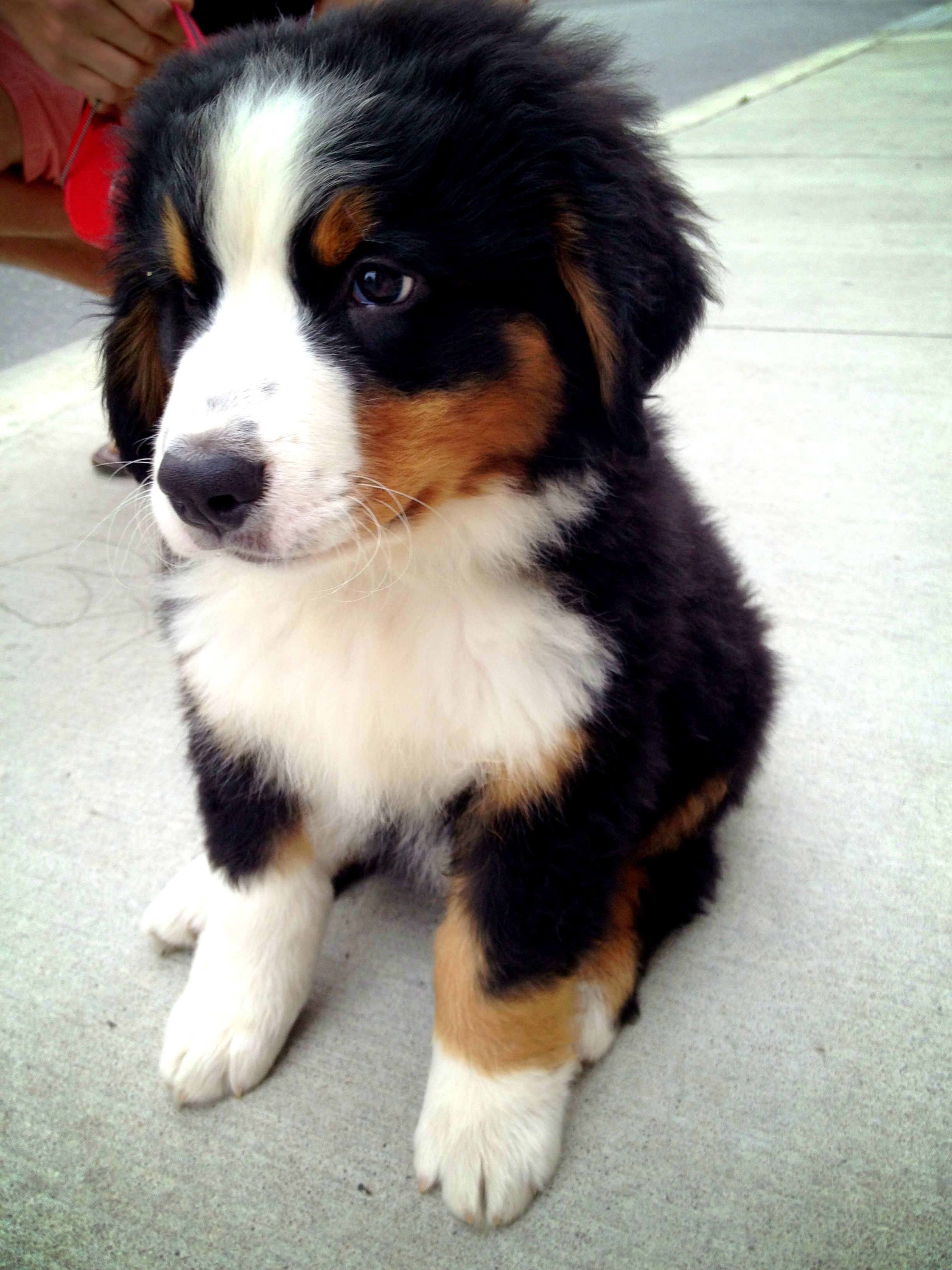 Bernese Mountain Dog Puppy Pink Nose Bernese Mountain Dog Puppy Pink Nose