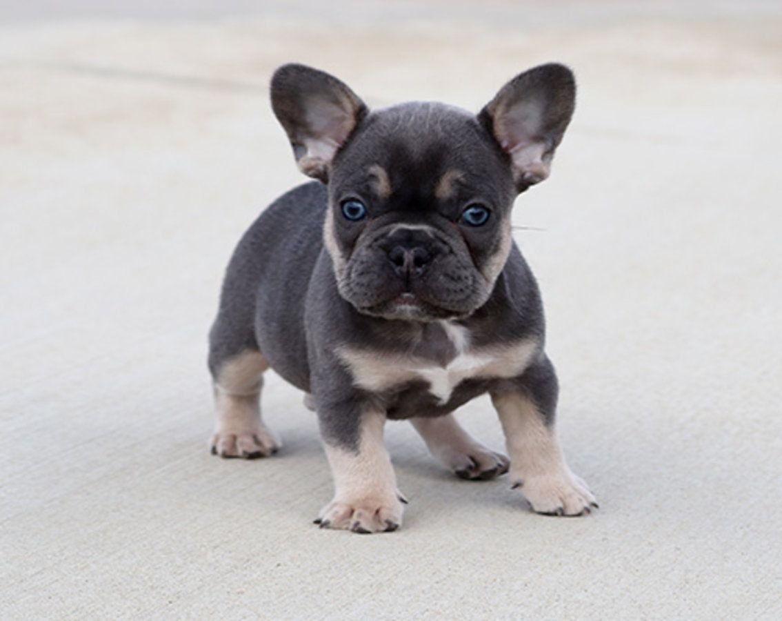 This Is The Coolest Frenchie Puppy I Ve Seen She Looks Like A Tiger Brindle French Bulldog French Bulldog Puppies French Dogs