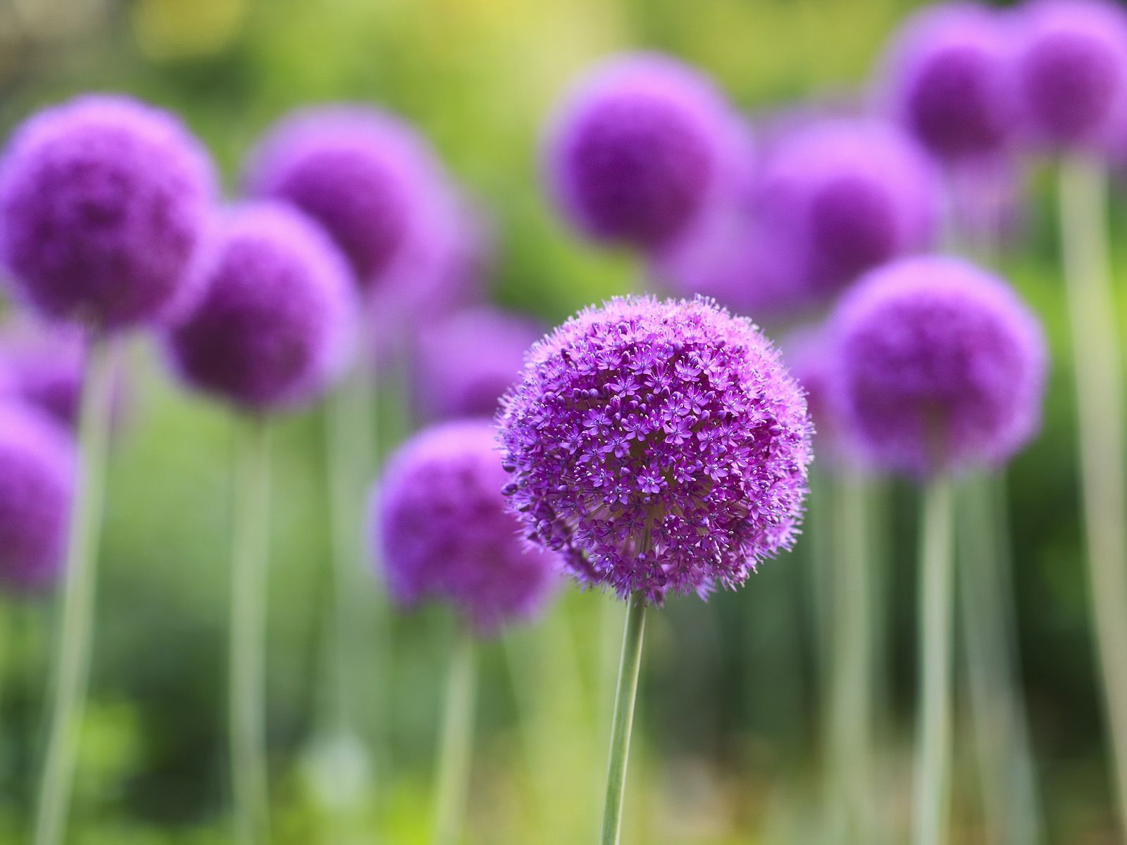 How To Grow Amazing Alliums Allium Flowers Garden Inspiration Planting Flowers