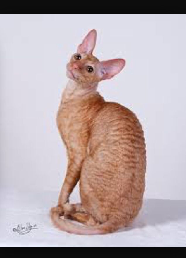 Red Cornish Rex