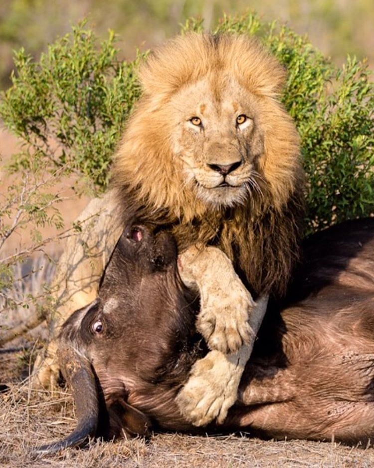 Geographicwild Power Photo By Marlondutoit Incredible Male Lion Catch And Kill This Buffalo Wildeyesa Krugerpar Lion Pictures Lions Photos Wild Cats [ 937 x 750 Pixel ]