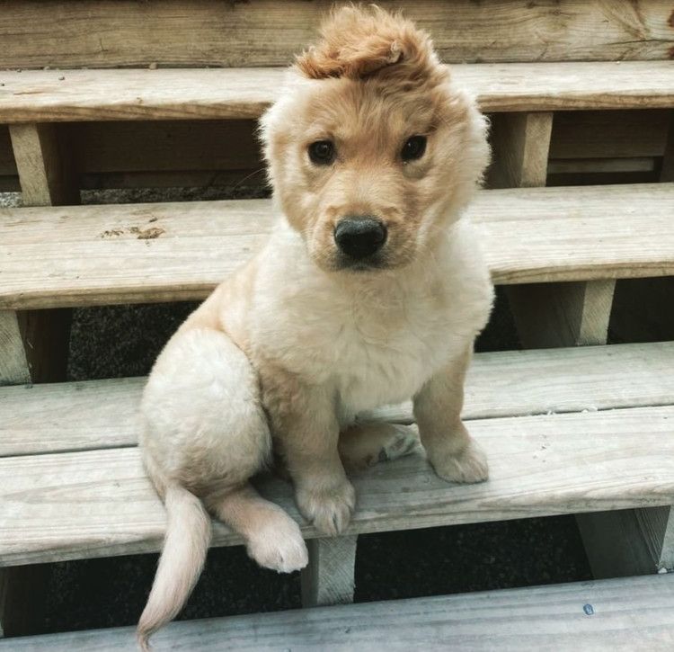 Puppy Left With One Ear After Accident Transforms Into Instagram S