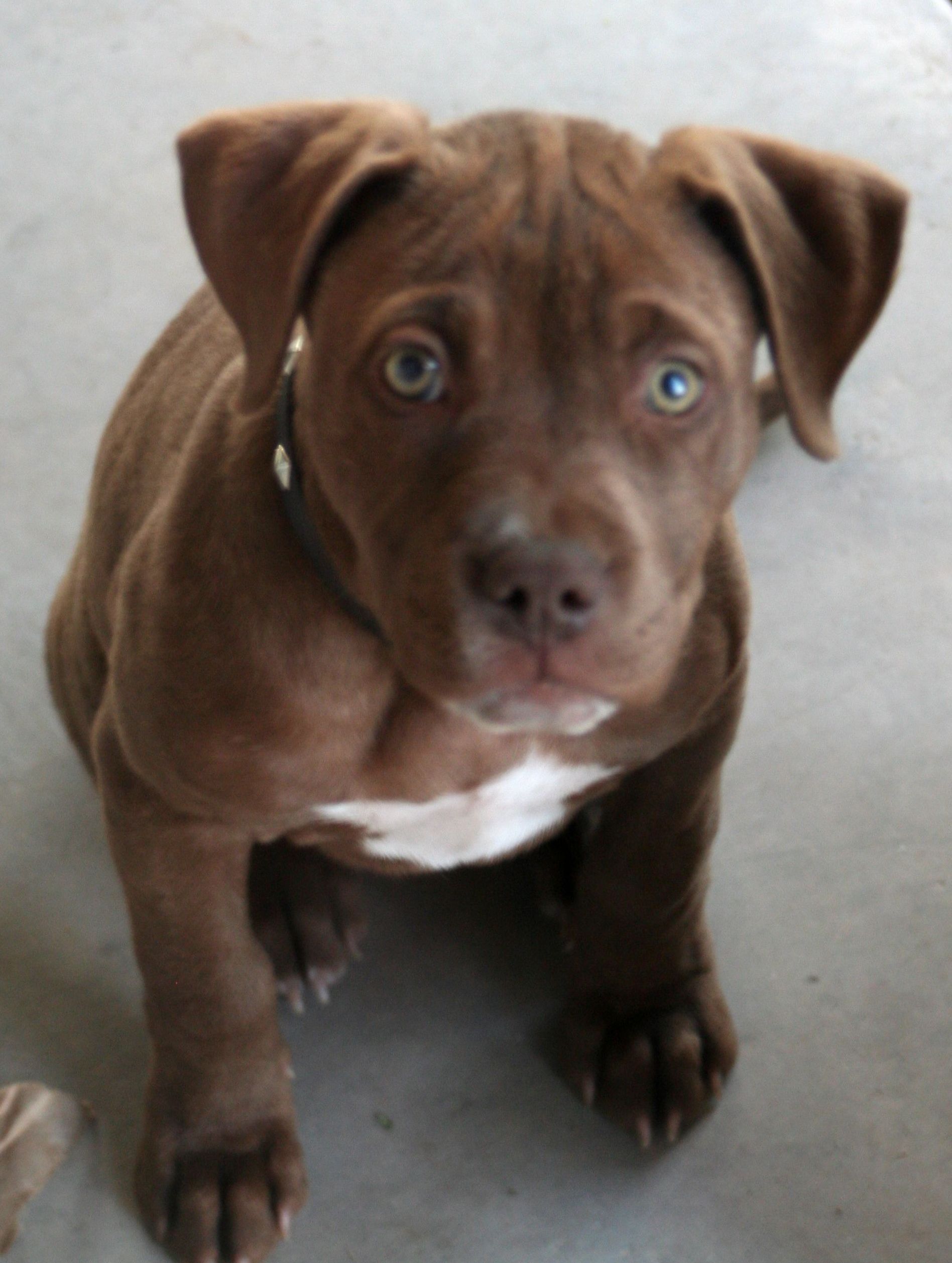 Blue Red Nose Brindle Pitbull Puppy Pitbull Bully Americanbully