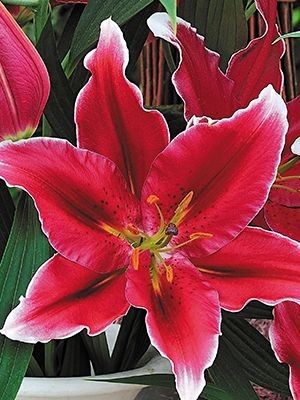 "Metropolitan" Oriental Lily, Metropolitan, Red Flowers, Gilt, Nursery, Plants, Lilies, Free, Irises